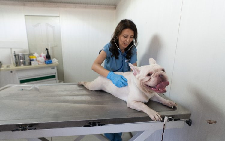Bayraklı’daki Hayvan Şiddeti Olayında Köpekler Işıkkent’te Güvenliğe Alındı ve Tedavi Süreci Başladı
