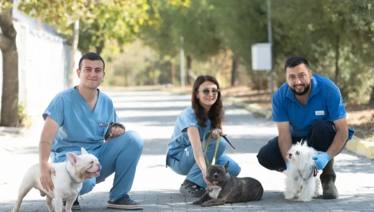 Bayraklı’daki Hayvan Şiddeti Olayında Köpekler Işıkkent’te Güvenliğe Alındı ve Tedavi Süreci Başladı