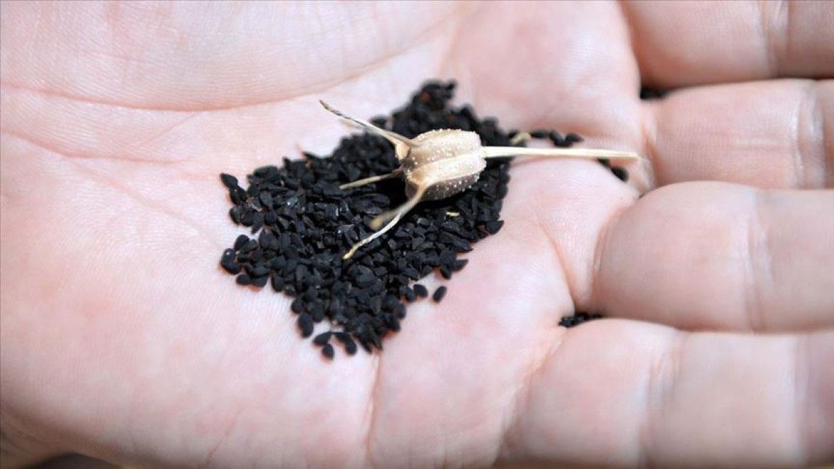 İbn-i Sina'nın Şifalı Bitkiler Rehberi: Geleneksel Tavsiyeler ve Modern Kanıtlar